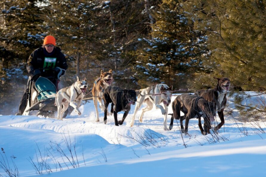 🐾 Experience the Pawsome Thrills of the Kearney Dog Sled Races!